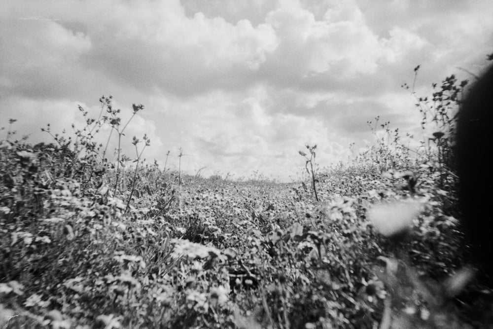 Un campo de flores en las afueras de Calais, Francia